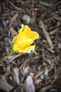 Close-up of yellow crocus blooming on field