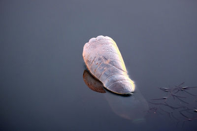 High angle view of shells on water