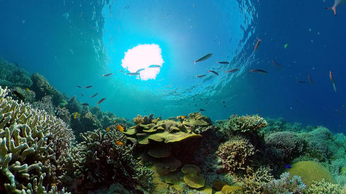 undersea