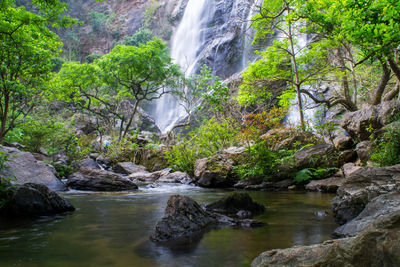 Scenic view of waterfall in forest