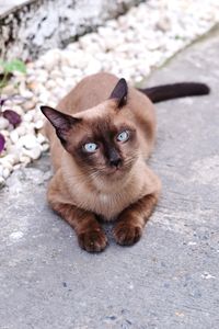 High angle portrait of cat sitting on floor