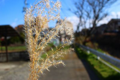 Close-up of flower tree against sky