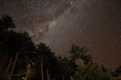 Low angle view of trees against sky at night