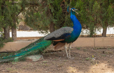 peacock