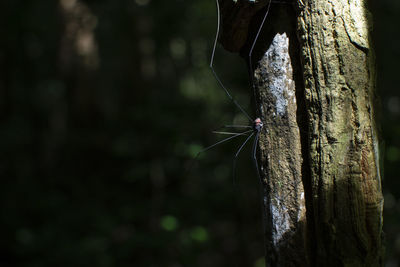 Close-up of insect on tree trunk