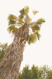 Low angle view of palm tree against clear sky