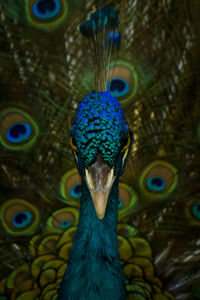 Close-up of peacock