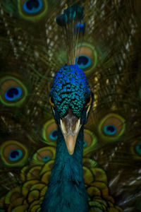 Close-up of peacock