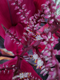 Close-up of fresh pink flowers in bloom