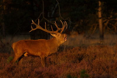 Side view of red deer on field during sunset