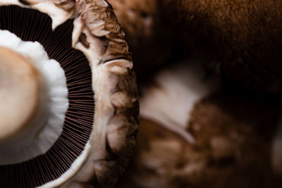 Close-up of mushroom