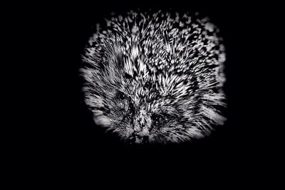 Close-up of caterpillar against black background