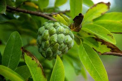 Close-up of fruits growing on plant