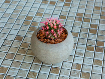 High angle view of flower on tiled floor