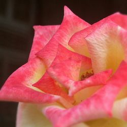 Close-up of pink flower