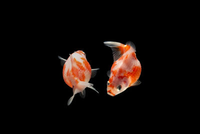 Close-up of fish underwater