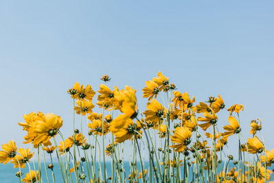 Low angle view of yellow flowers blooming on field against clear sky