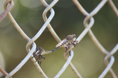 Close-up of barbed wire fence