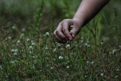 Cropped image of hand picking flowers on field