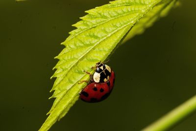 Close-up of ladybug on leaf