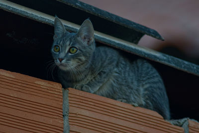 Cat sitting on wooden floor