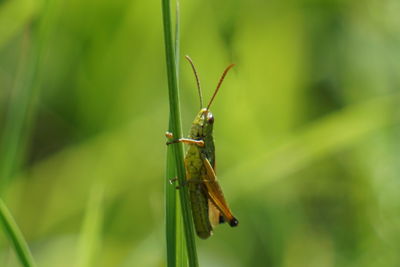 Close-up of insect on grass