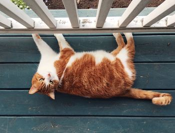 High angle view of cat sleeping on wood