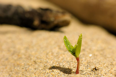 Close-up of plant on sand