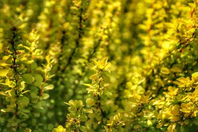 Close-up of yellow flowering plants on field