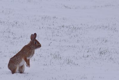 Rabbit standing on snowy field during winter