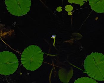 High angle view of water lily leaves floating on lake