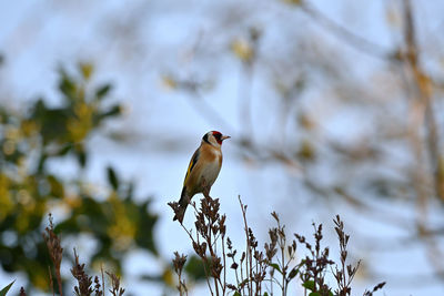 Bird perching on a tree