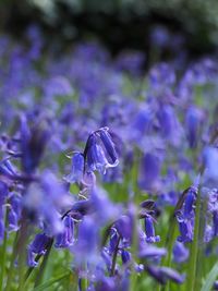 Close-up of purple flowers