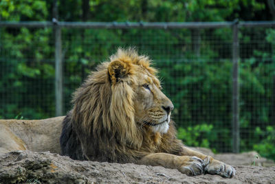 Portrait of a cat in zoo