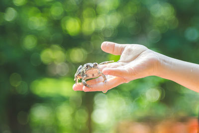 Hand of a child holding cute frog outdoors