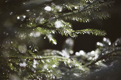 Close-up of tree growing in water