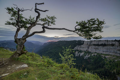 View of trees on landscape against the sky