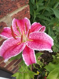 Close-up of pink flowering plant