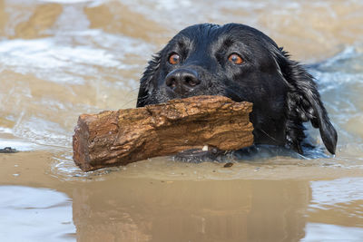 Close up of a black labrador swimming in the water with a stick in it's mouth