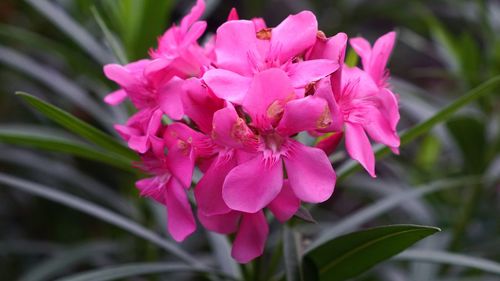 Close-up of pink flowering plant