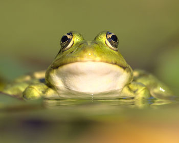 Close-up portrait of frog