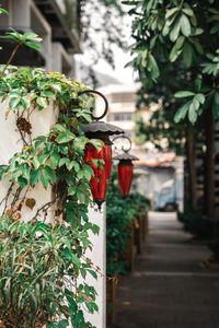 Close-up of ivy growing on tree