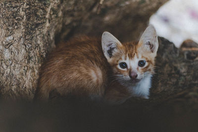 Close-up portrait of a cat