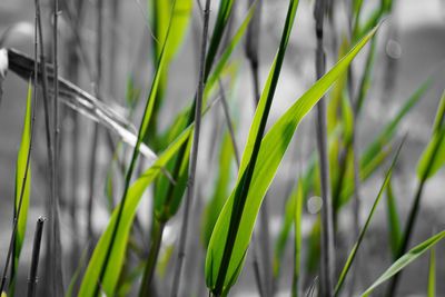 Close-up of grass