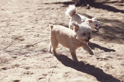 Dog running on a land