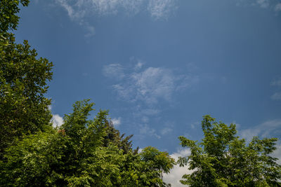 Low angle view of trees against sky