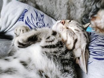 Close-up of cat sleeping on bed