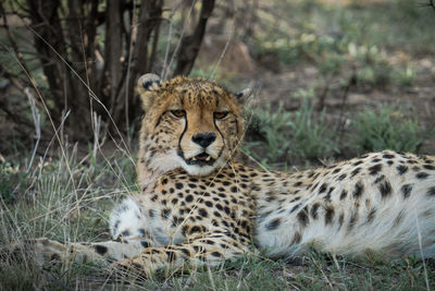 Close-up of cheetah