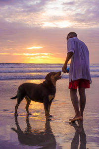 Full length of dog on beach against sky during sunset