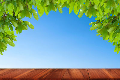 Low angle view of flowering plants against clear blue sky